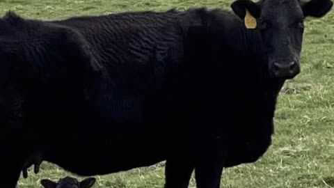 pasture raised animals in Washington state