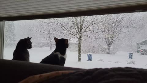 Cats Captivated by Snowfall