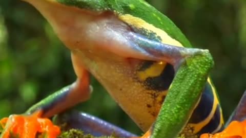 Red eyed tree frog