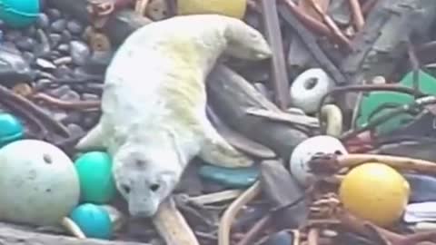 Seal Pup Crawls Among Waste in Shetland - By David Michael Less