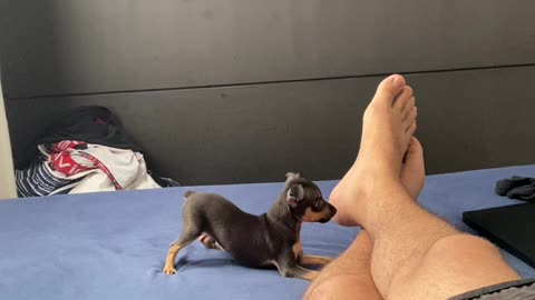 Ankle Biting Puppy Play With His New Human