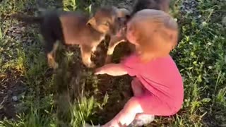 Toddler falls in LOVE with 4 rescue puppies