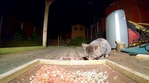 Fox and cat Standoff