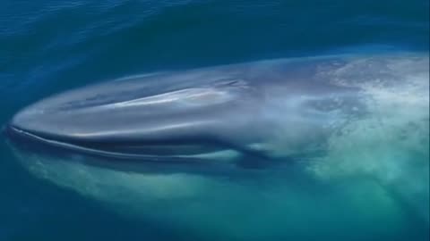 The mighty Blue Whale is king of them all!