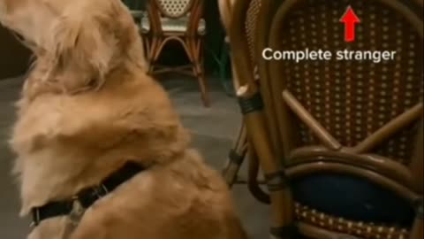 Golden retriever is angry but melts with just one touch of stranger