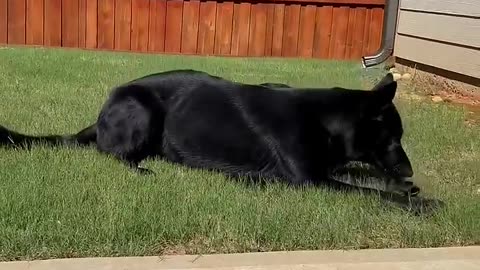 Dog Reviews Food With Brother | Tucker Taste Test