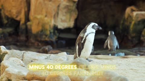 Amazing Facts About Penguins: Nature's Charming Waddlers