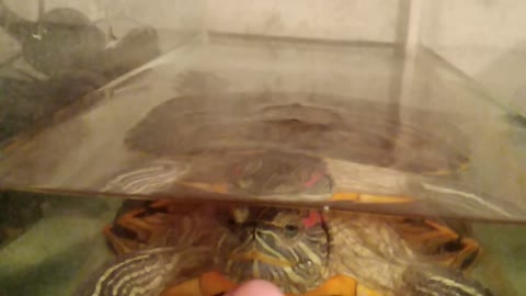 a red eared turtle that is very hungry