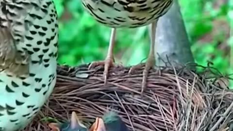 Bird feeding chicks