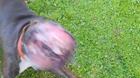 Boxer Dog Meets Leaf Blower