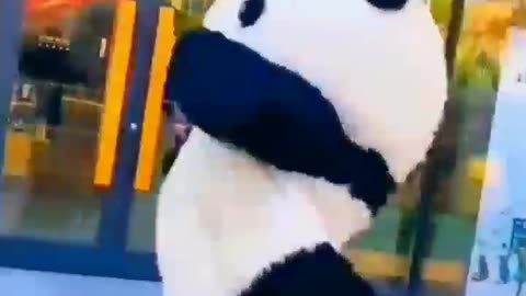 Great panda love to bounce and splash in the sur