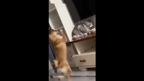 Funny cat and funny dog part 2