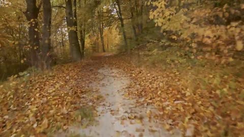 Enchanting Autumn Forests with Beautiful Piano Music