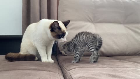Cat Meeting New Baby Kitten for the First Time!