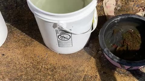 Dog catches fish out of bucket