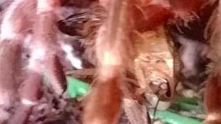 Tarantula eating a Roach