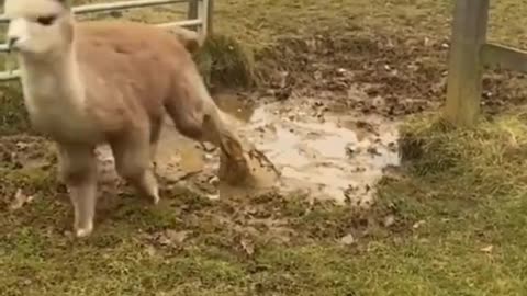 #animals #funnyvideos #funnyanimals #funnyfails #viral