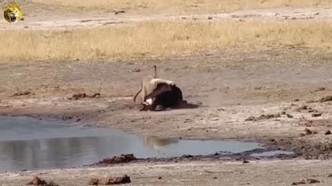 BLACKBUCK ANTELOPE FIGHTS BACK TO A LION'S ATTACK