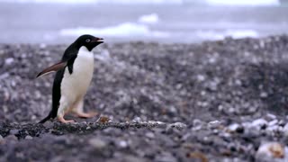 How krill fishery threatens Antarctic wildlife