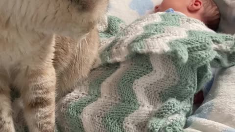 Cat Makes Biscuits On New Sibling