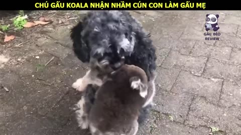 Mèo Con dễ thương chăm sóc rất tốt cho đàn gà con __ Review Con Người Và Cuộc Sống