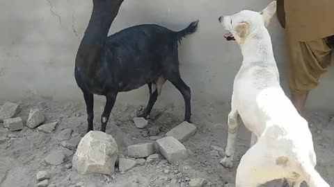 Dog and goat meeting 😂😂 || most funny video|| animals meeting animal