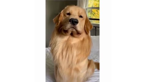 Unbelievable! Witness the Hilarious Antics of This Dog's Expressive Faces - You Won't Stop Laughing!