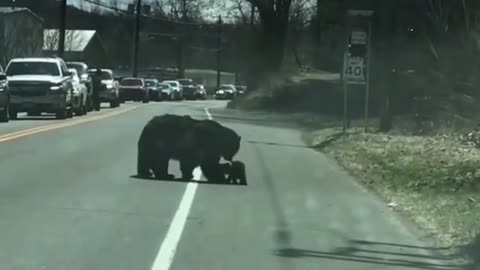 Leaving cute bear cubs with their mother from the street
