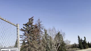 A magpie is on too long tree in park