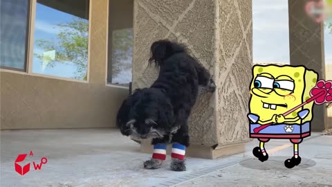 Funny Animals Videos 2023 �� - Funniest Dogs And Cats Videos ���� - Spongebob