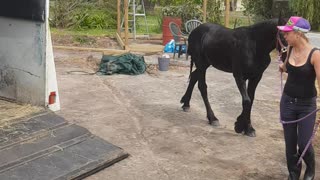 Friesian colt float loading