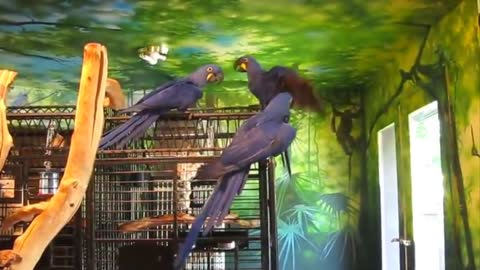 Most Beautiful Macaws on Planet Earth