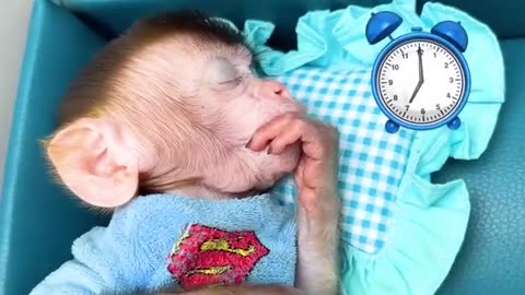 Funny baby monkey playing in bathroom