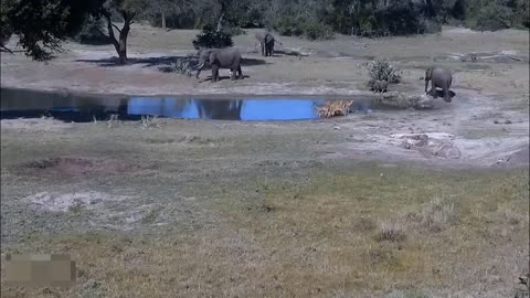 Wild Life lion vs buffalo