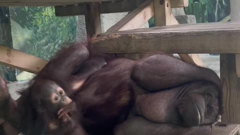 orangutans