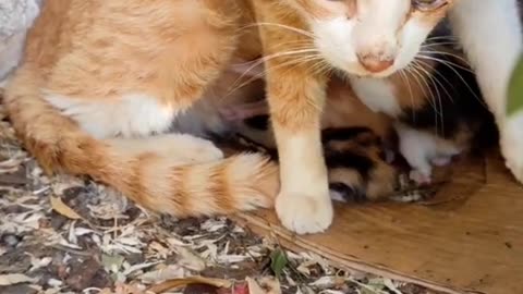 Mother cat feeding her babys