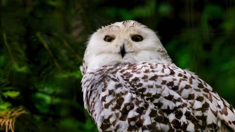 Snow owl