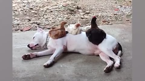 Funny dog &cat videos #33!!!