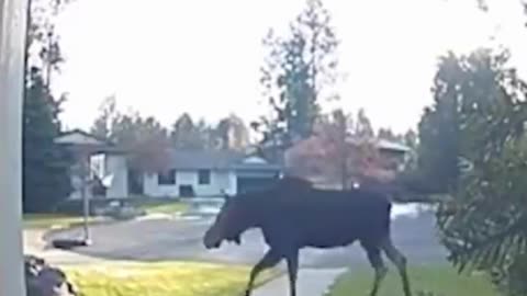 Funny Security Cams Moose!!