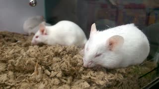 Fancy White Mice