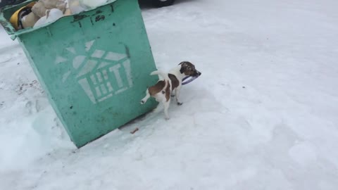 Jack Russel Plays in Snow