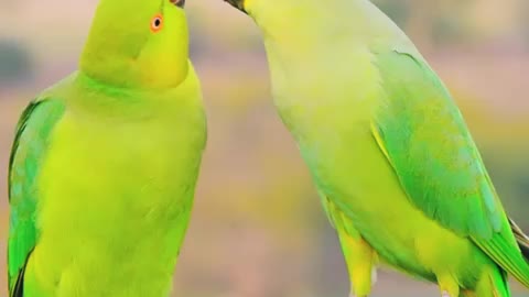 Love Birds