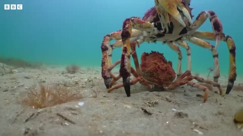 Army of Crabs Protect Spy Robot From Stingray