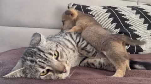 Funny Kitten Shocked by the New Puppy!