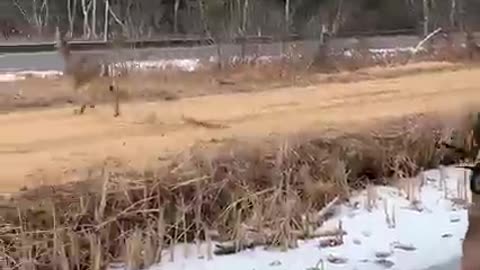 Deer Rescue