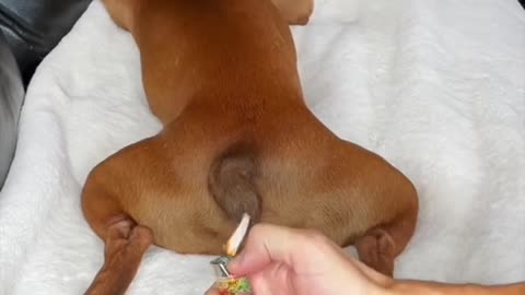 Magic on Dog