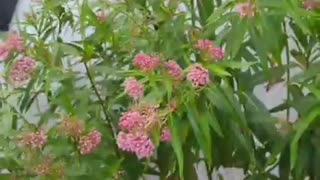 Releasing Monarch Butterflies in Between the Rain 🌧️