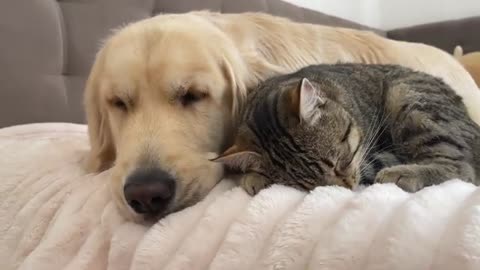 This Golden Retriever and Adorable Cat are Best Friends