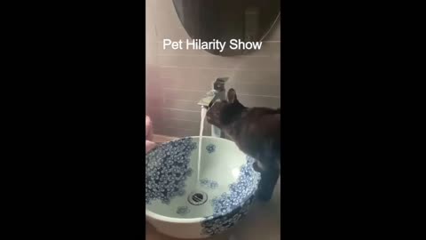 🚰 Paws and Purr Cats Master the Art of Tap-Drinking! 🐱💧|Funny cat videos🐱| Cute animal videos🐱