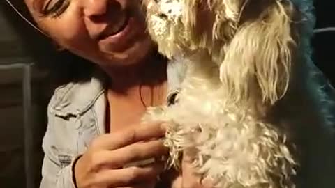 Puppy Celebrating Birthday Gets Faced Shoved in Cupcake